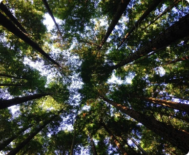 Perspectiva desde el suelo mirando hacia arriba de árboles altos 